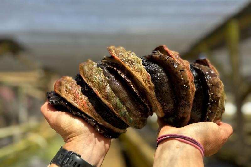 Molusco mais caro dos EUA, abalone leva até 6 anos para crescer — e nasce em apenas uma fazenda