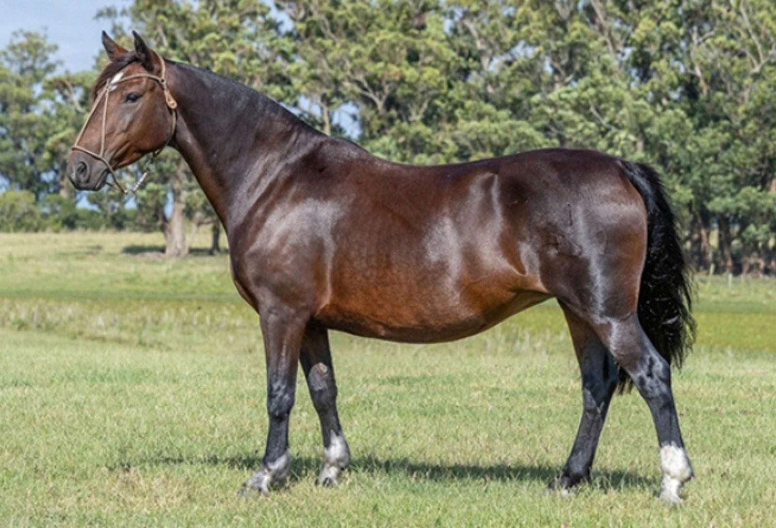 Remate da Cabanha JA oferece 22 fêmeas prenhes com genética consolidada