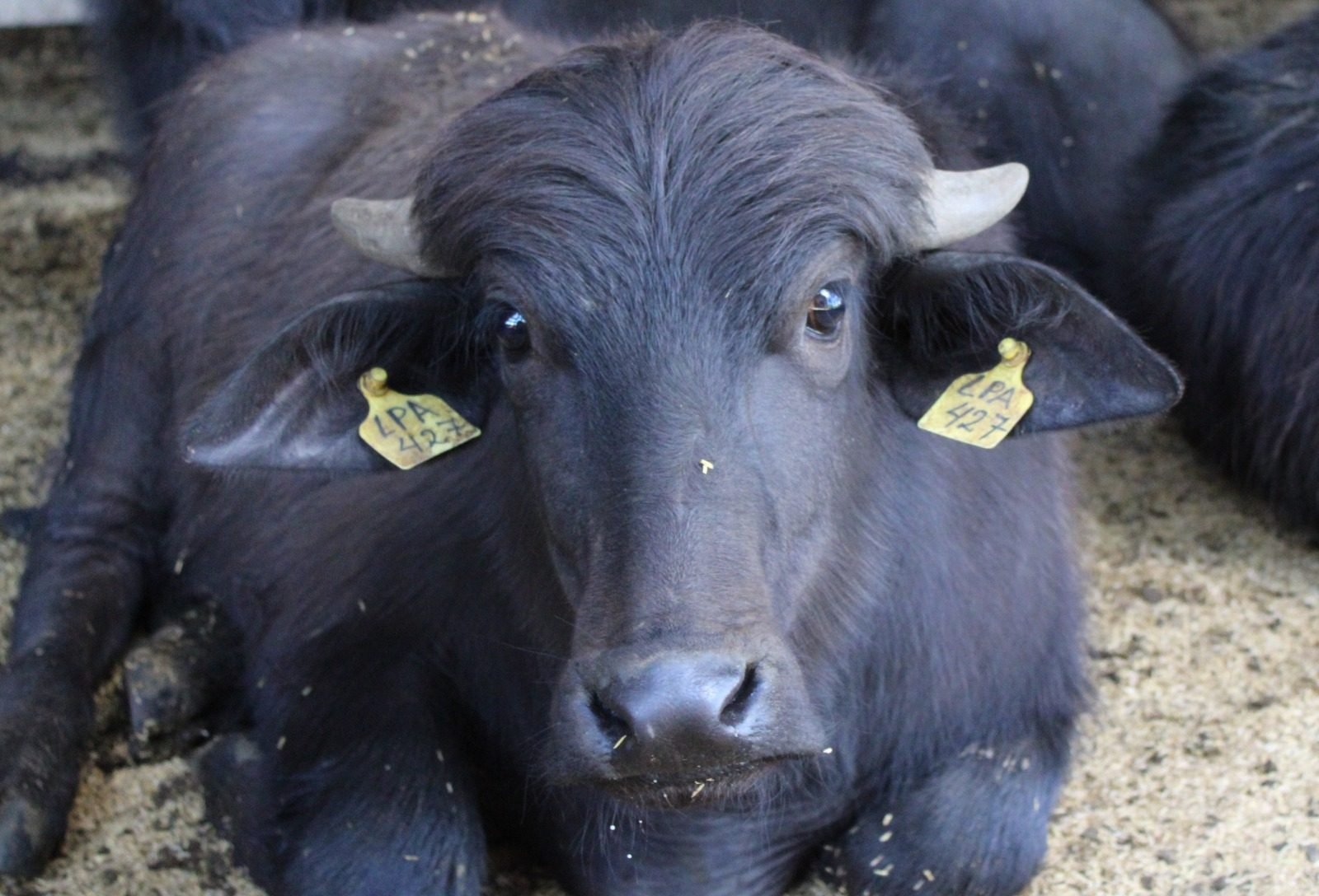 Buffalo Day destaca integração entre pesquisa e campo em Botucatu