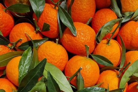 Safra de laranja fecha em 292,9 milhões de caixas; greening causou perdas recordes