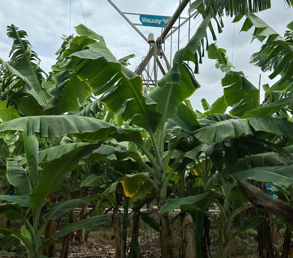 Produção de banana no Oeste baiano atinge 32 t/ha e supera médias nacional e estadual