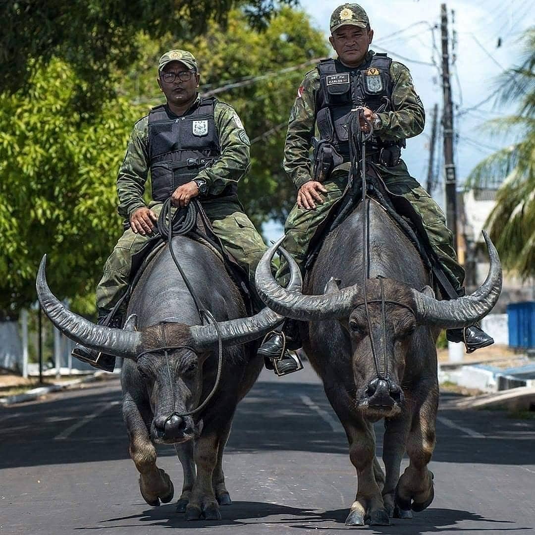 A única polícia do mundo que usa búfalos para combater o crime – e o motivo impressiona