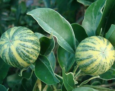 Fruta exótica intriga botânicos ao combinar casca de melancia e fragrância de limão; conheça