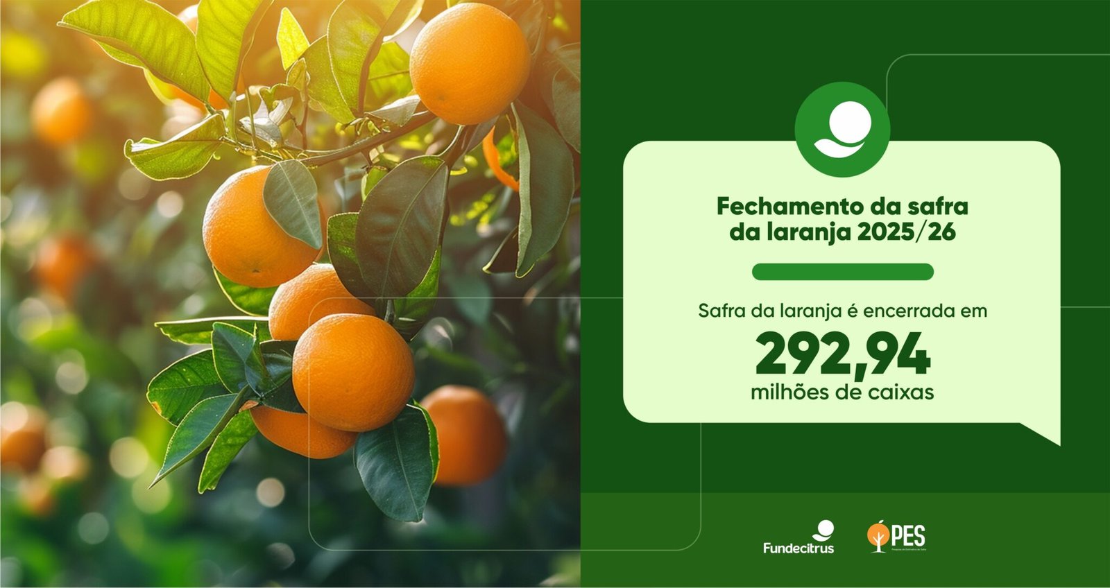 Safra de laranja 2025/26 é encerrada com produção total de 292,94 milhões de caixas