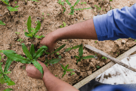 Plantas daninhas ameaçam exportações e exigem manejo rigoroso no campo