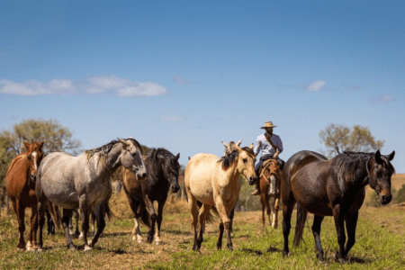 Proposta cria unidade para reprodução de equídeos e reforça rastreabilidade