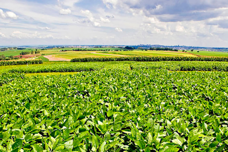 Nova soja alia produtividade e controle de plantas daninhas