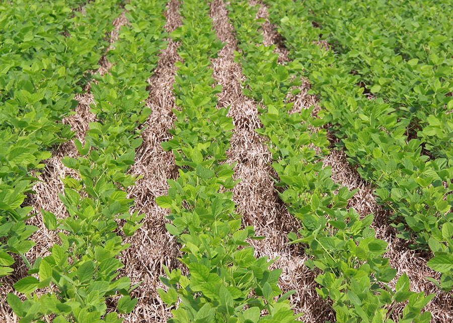 Nova técnica brasileira faz soja crescer mais rápido e pode revolucionar o início da lavoura