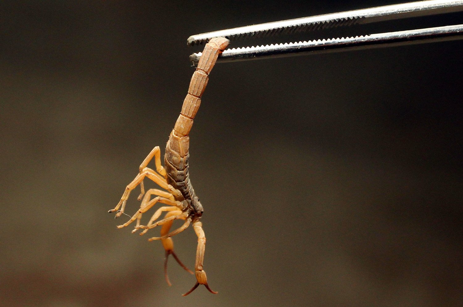 Escorpiões causaram mais de 65% dos acidentes com animais peçonhentos no Brasil