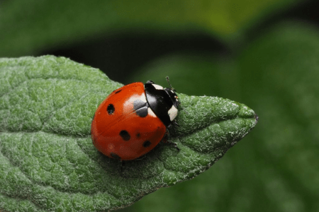 Joaninhas ganham destaque no controle biológico de pragas no campo