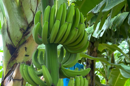 Irrigação por pivô eleva produtividade da banana no Oeste da Bahia