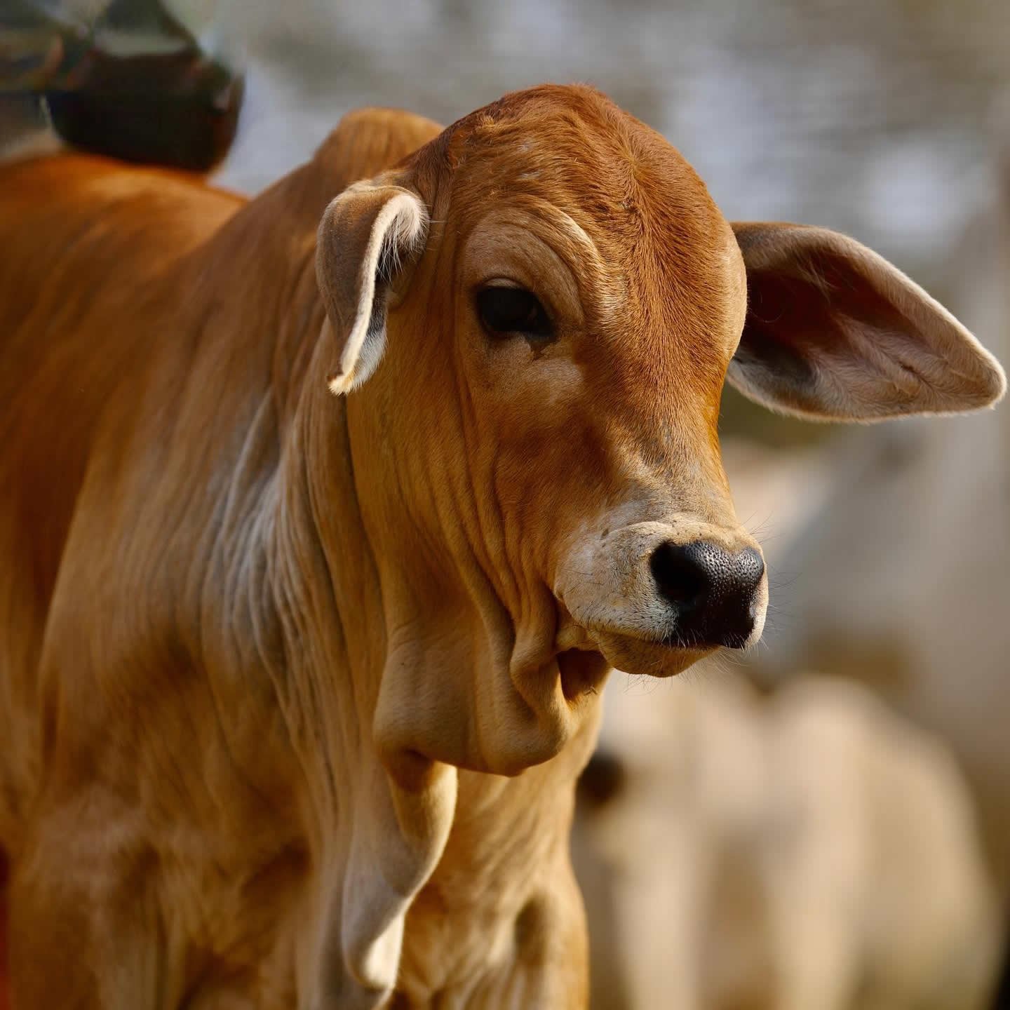 Saiba qual aditivo oferecer para bezerros de desmama e como potencializar resultados