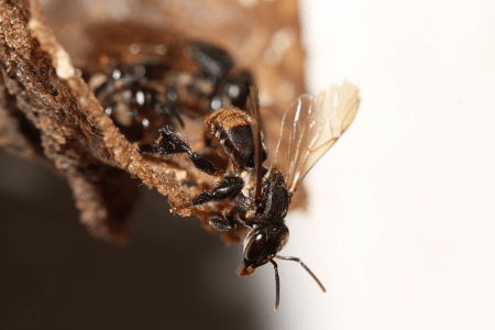 Fungicidas podem afetar fungos essenciais às abelhas sem ferrão