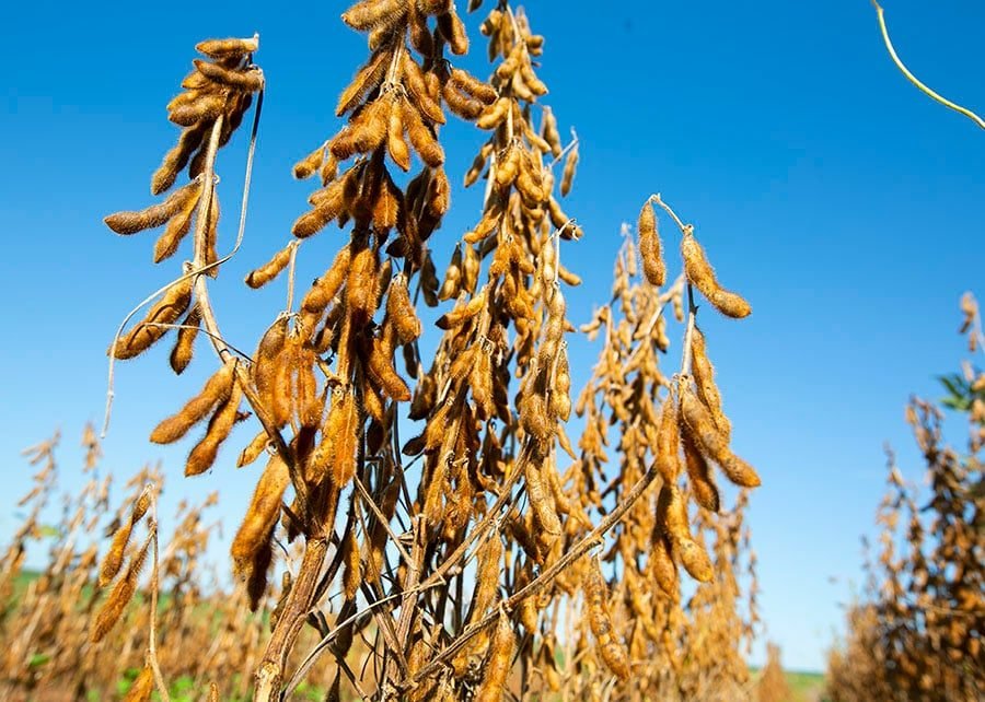 Nitro lança Stay Up e aposta em nova fronteira tecnológica para elevar produtividade da soja no Brasil