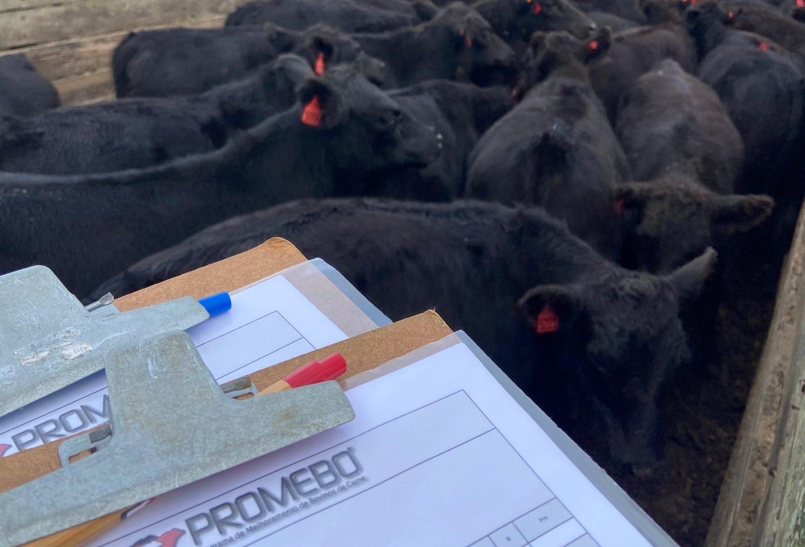 Desmama orienta seleção de matrizes e terneiros nos programas de melhoramento