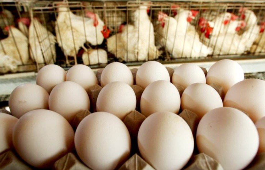 Fazenda Speranza e Cooperl se associam à COBEA em prol do bem-estar animal