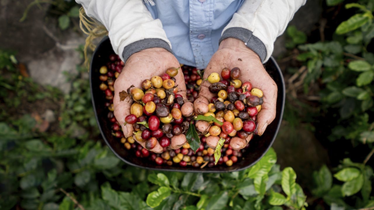 Dia mundial do café: Brasil amplia produtividade e lidera exportações globais