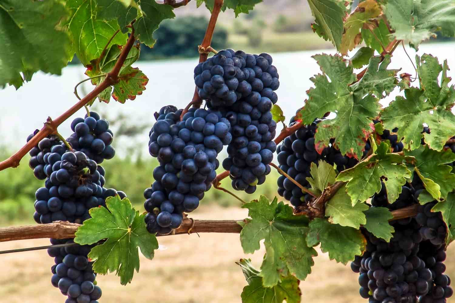 No coração do sertão, Petrolina vira potência global e fatura US$ 1 bilhão com frutas