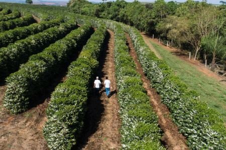 Café mineiro sustentável conquista Europa e EUA com apoio de R$ 1,6 bilhão do BDMG