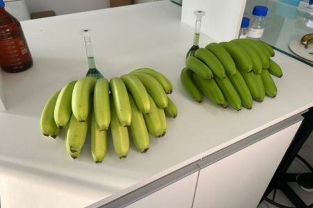 Banana Clarinha: variedade descoberta em Santa Catarina ganha registro oficial