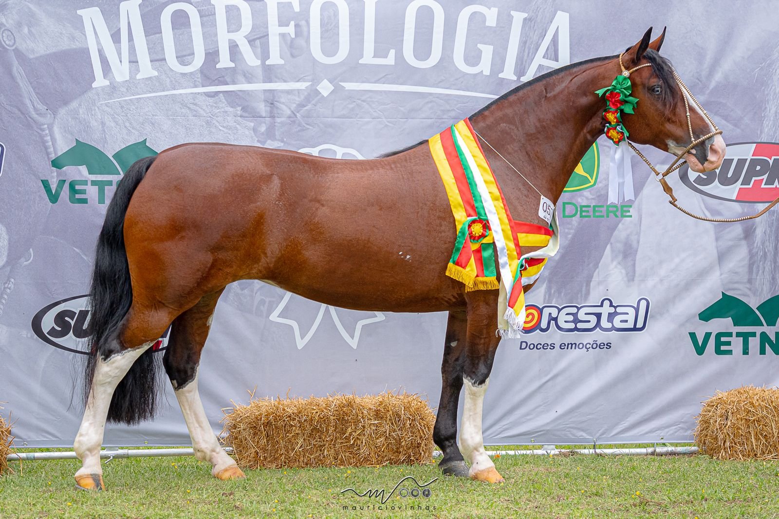 Égua “quase sem defeitos”, Harmonia do Itaó leva título de Melhor Exemplar da raça Crioula
